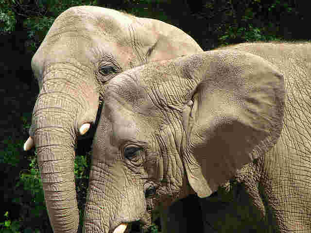 Sumatran Elephants Now Critically Endangered