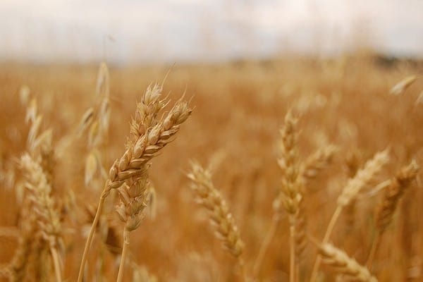 What Does "Whole Grain" Really Mean?