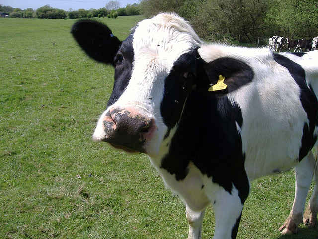 Company Promotes Robotic Milking Machine as Improvement for Cows!