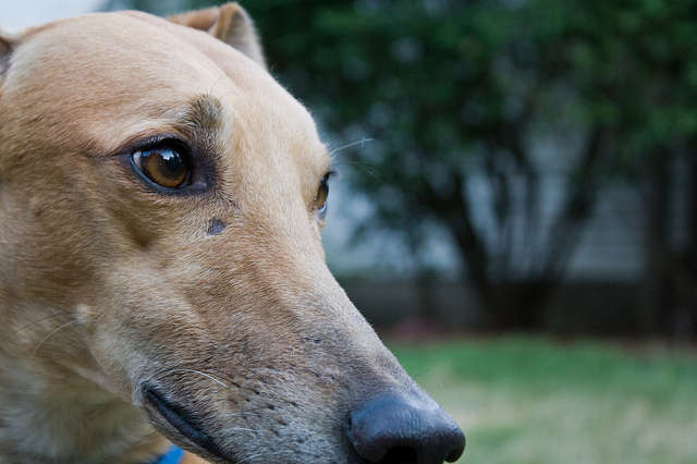 Greyhound Races: Cruel and Unprofitable