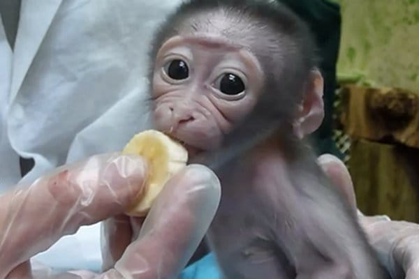 WATCH: Cute Endangered Baby Monkey Enjoying a Banana