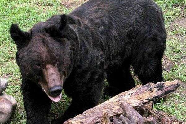 Oliver: A New Life For a Broken Bear