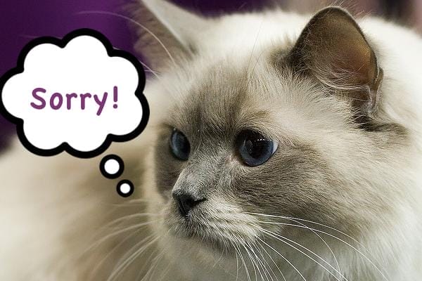 Study Links Litter Box Parasite to Increased Suicide Risk