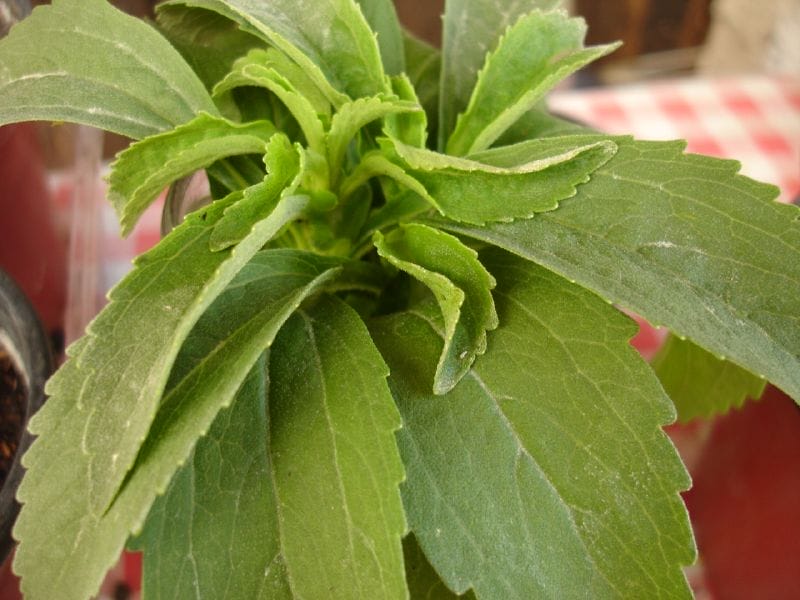 What is Stevia and is it Good for You?