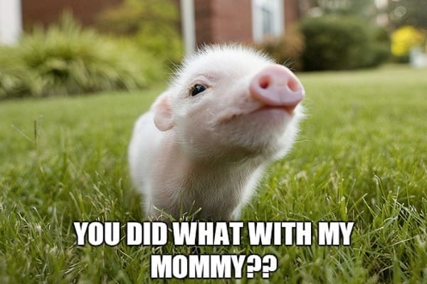 4 Great Reasons Why Humans Should Stop Eating Pigs