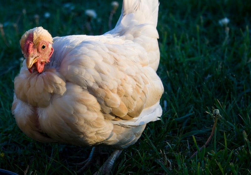 7 Reasons to Eat Less Chicken