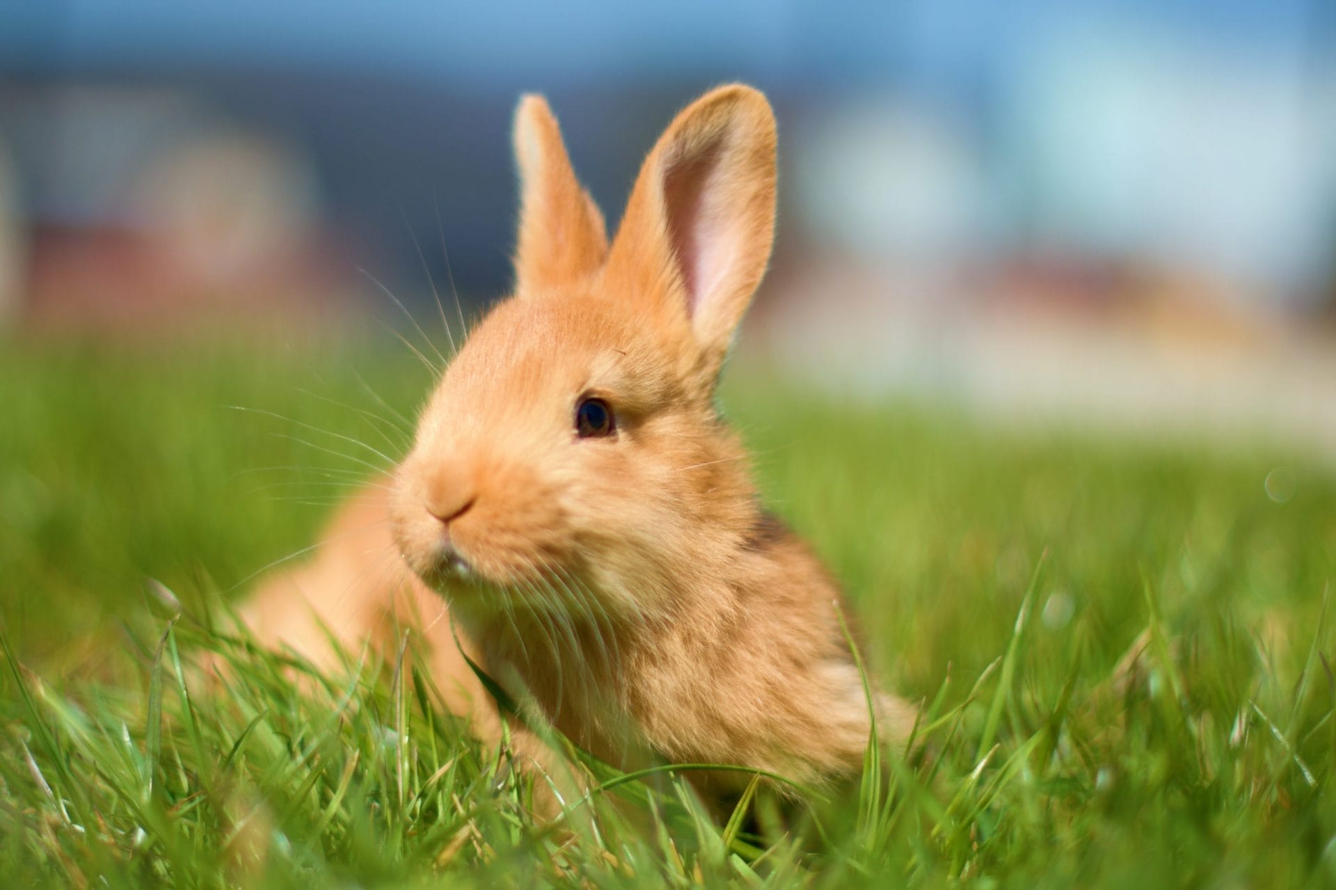 rabbit