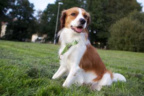 8 Fruits and Vegetables to Keep Your Dog Happy n’ Healthy