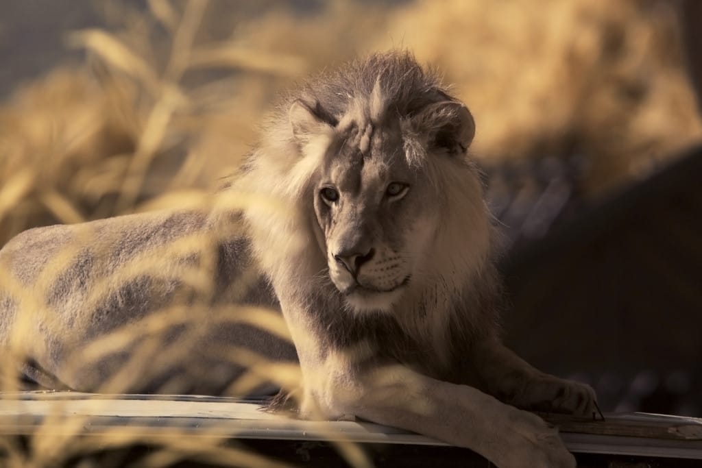 10 Amazing Wild Animal Sanctuaries You Should Support