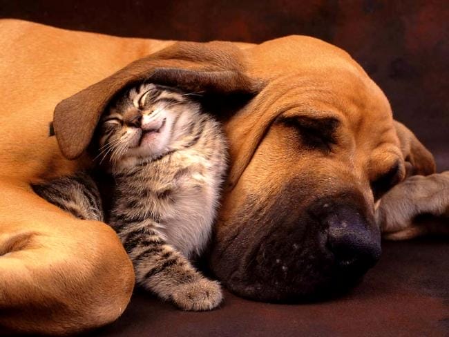 cat-and-dog-friends