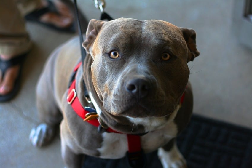 pit-bull_0