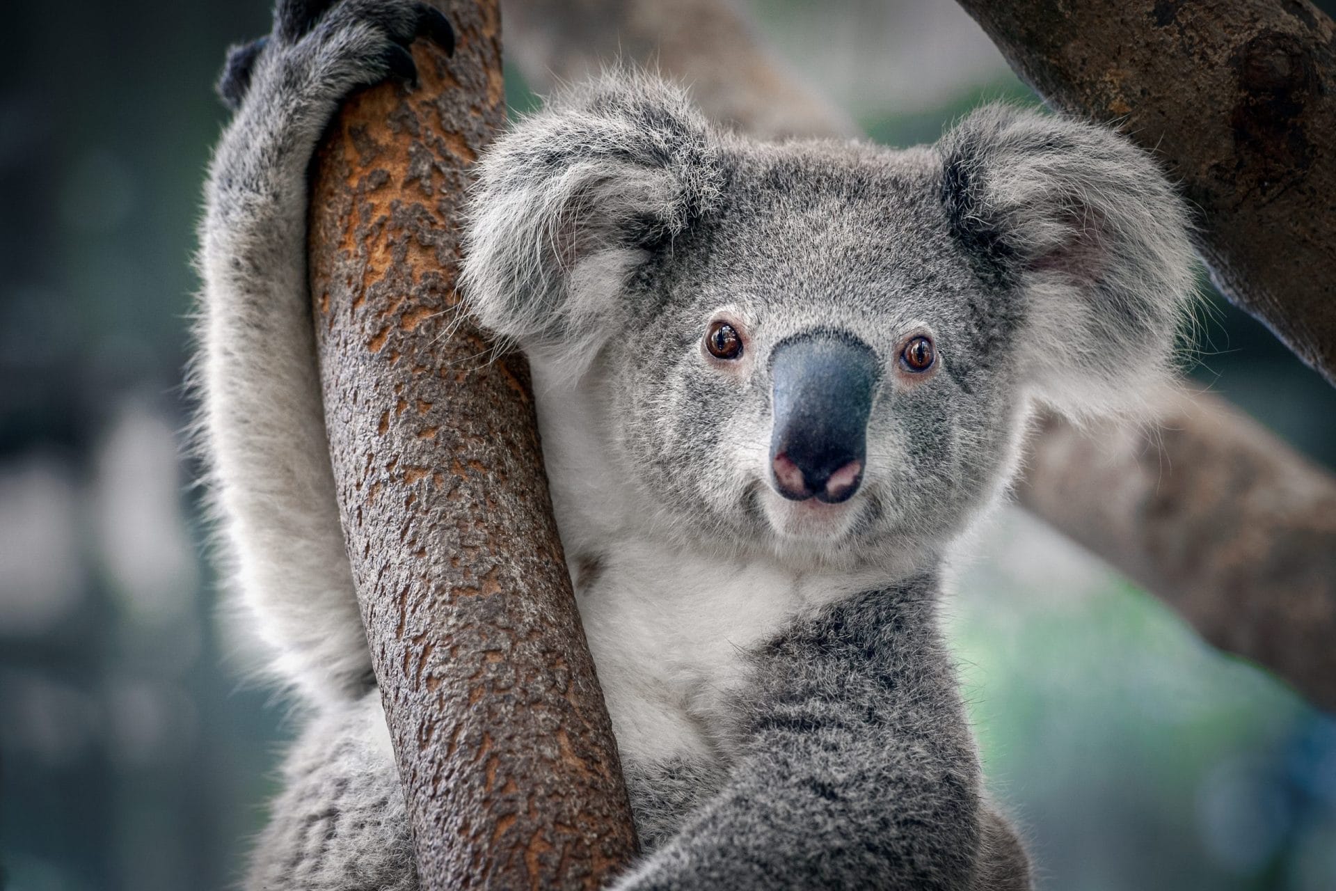 koala