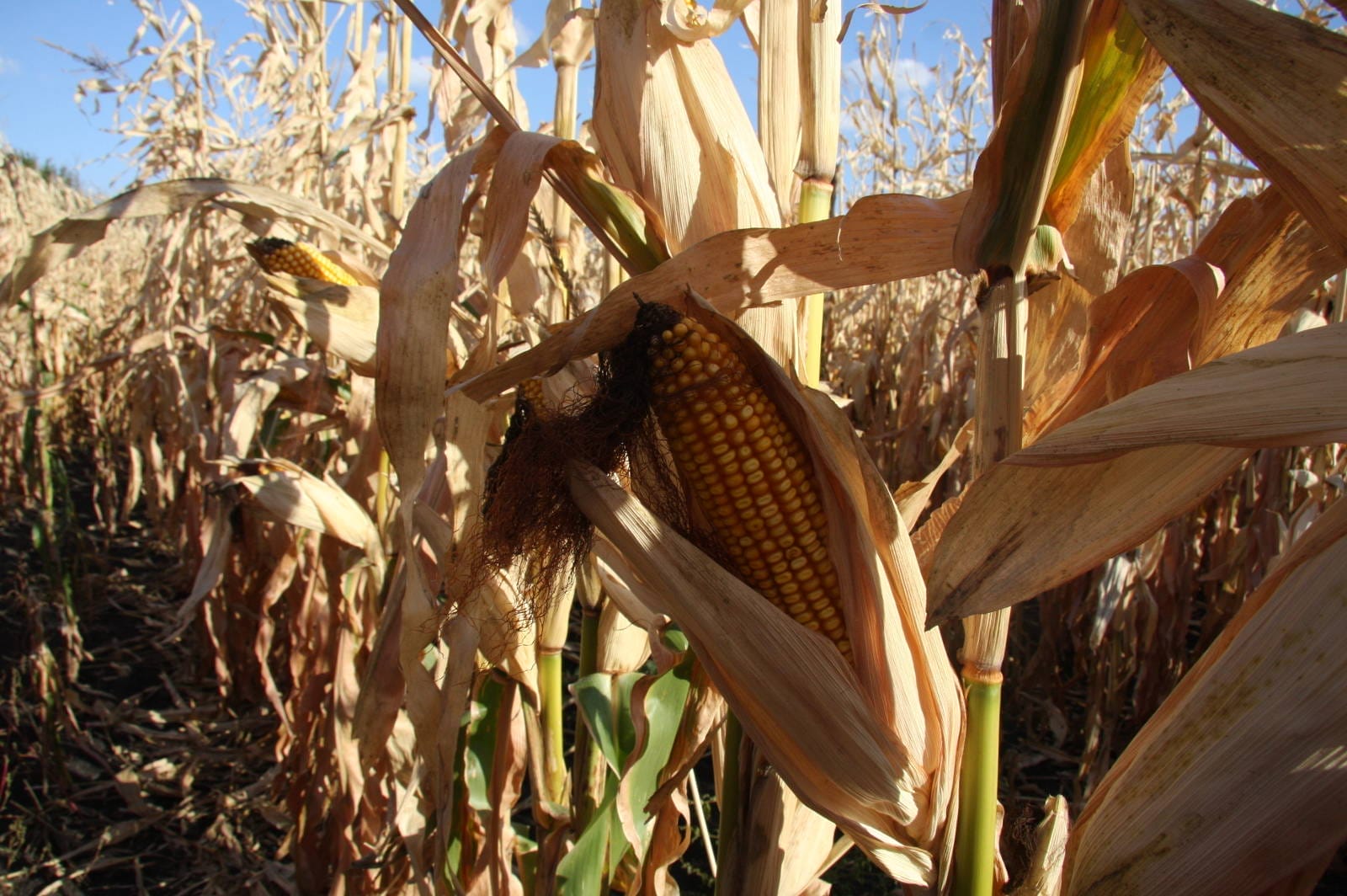 3 Major Myths About GMOs Busted