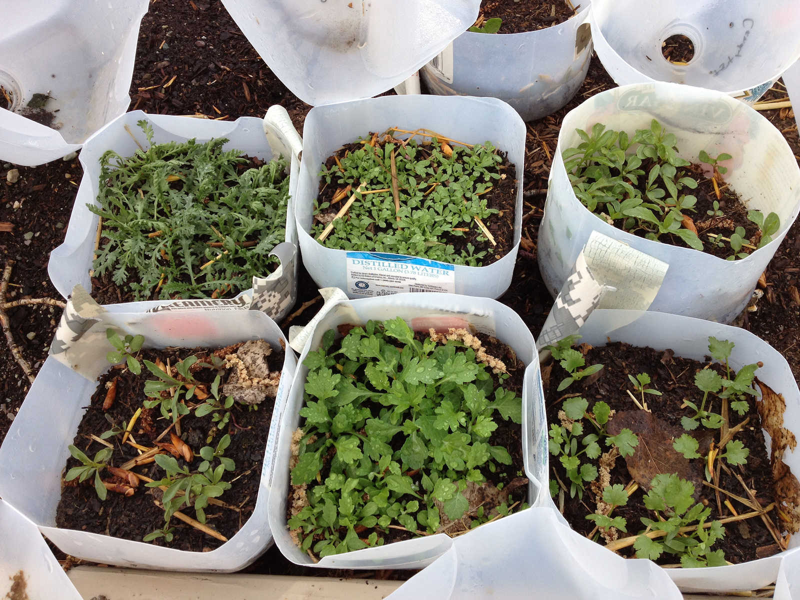 8 Winter Gardening Advantages and Simple Tips