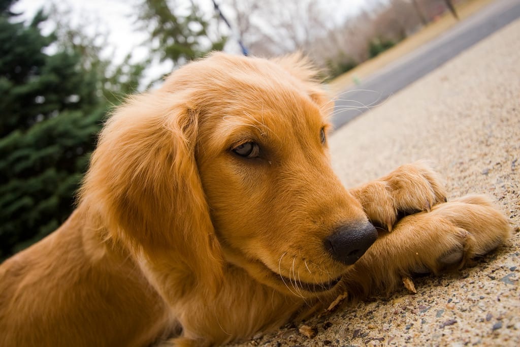 How-to-Make-Dehydrated-Veggie-Treats-for-Your-Dog