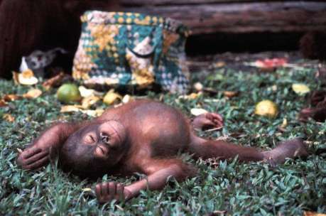 5 Adorable Videos of Sanctuary Primates That are Guaranteed to Make Your Day
