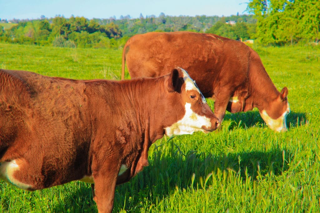 Cows grazing in a field