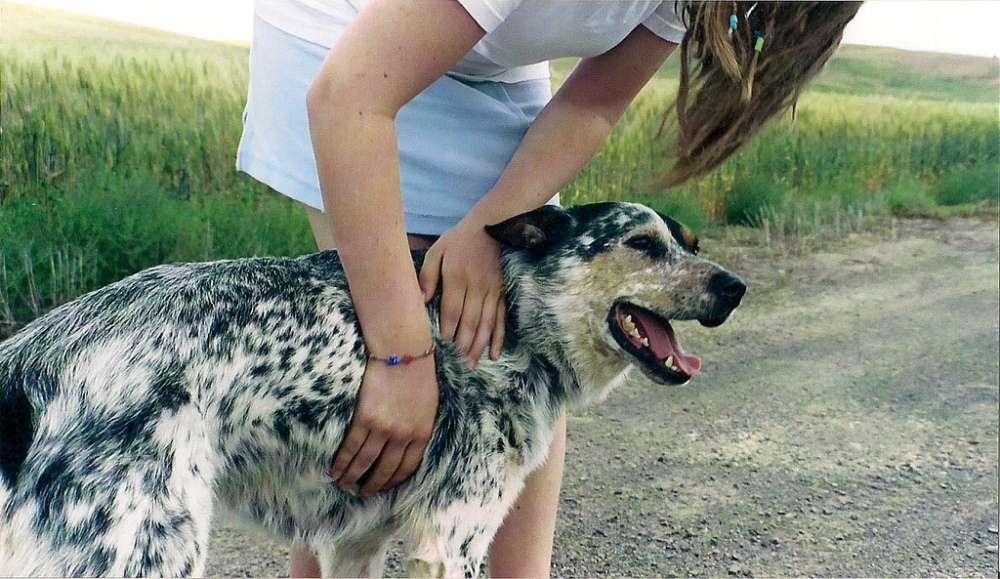 rescue-dog_3