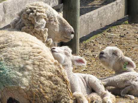 10 Inspiring Quotes about Animals
