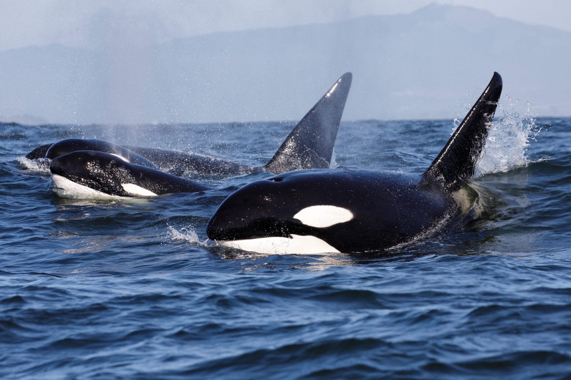 killer whales