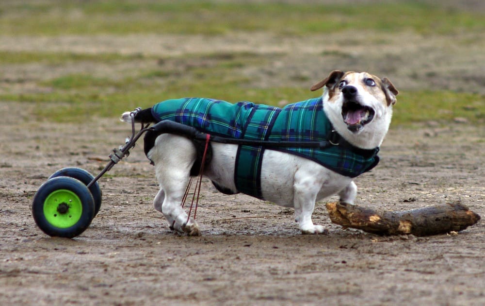 10 Amazing Shelters for Special Needs Animals