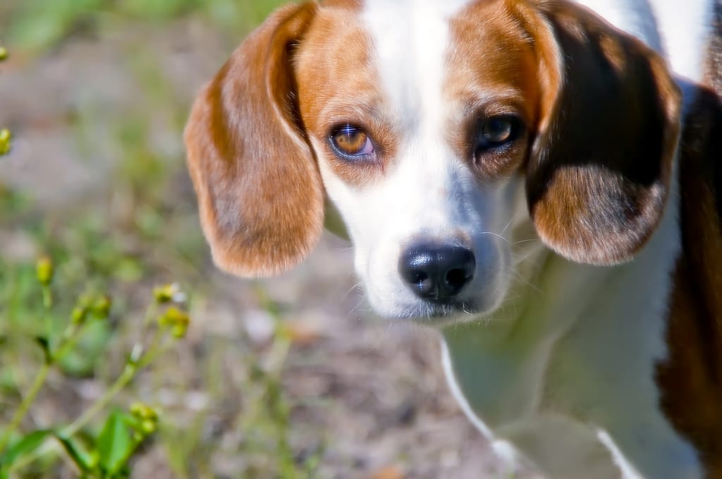10 Awesome Beagle Sanctuaries in the U.S.