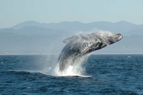 5 Alarming Facts About Whaling