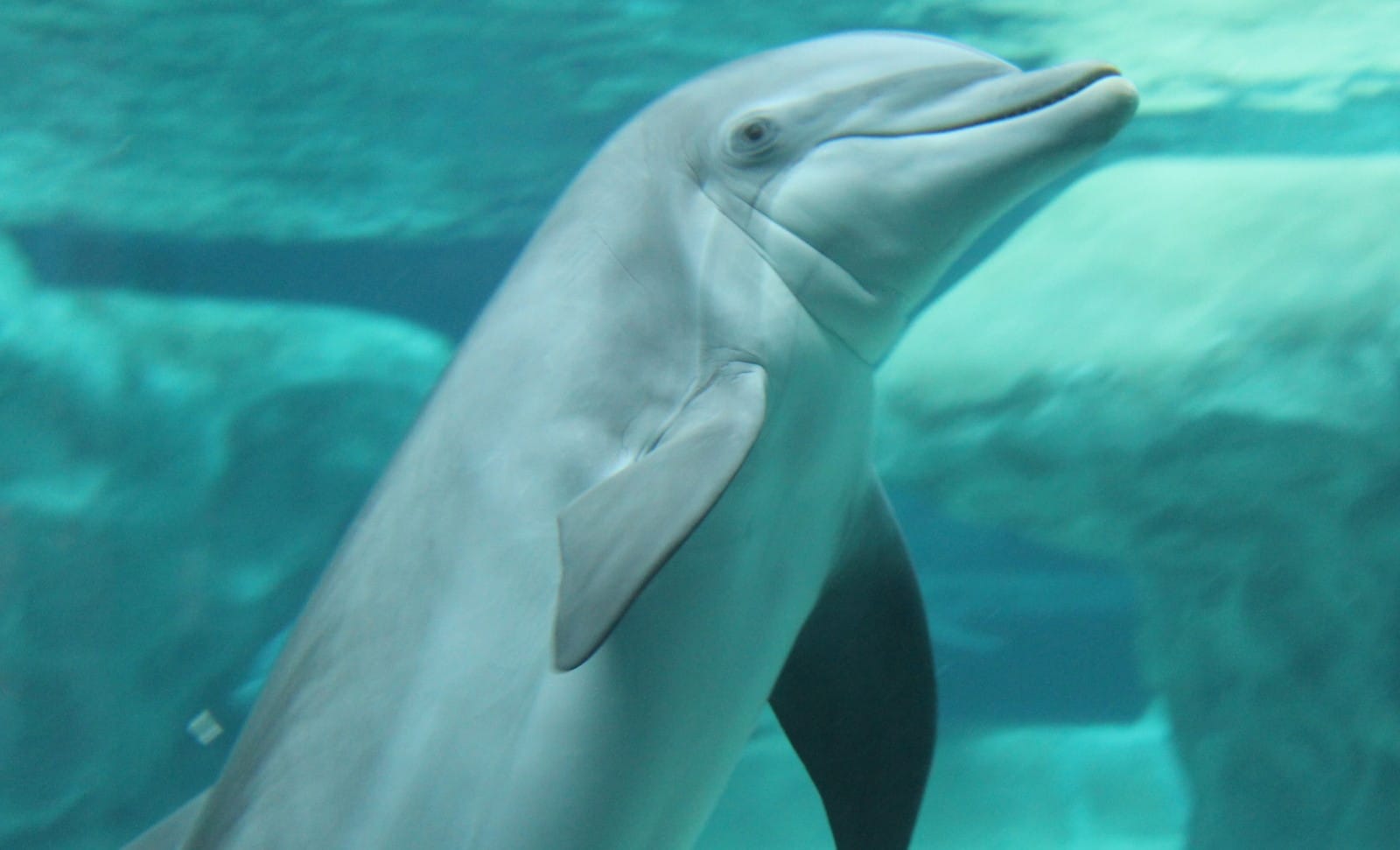 5 Reasons You Should Never Visit a Theme Park That Keeps Wild Animals