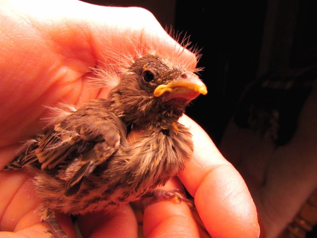 5 Things You Need to Know Before Adopting a Rescue Bird