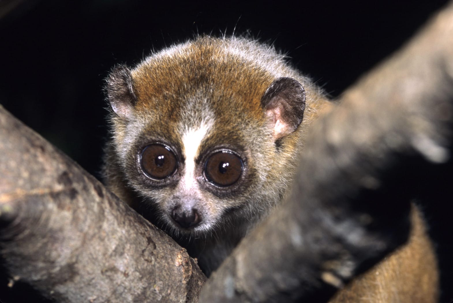 This-is-So-Wrong-Animals-You-Didnt-Know-You-Could-Have-As-Pets