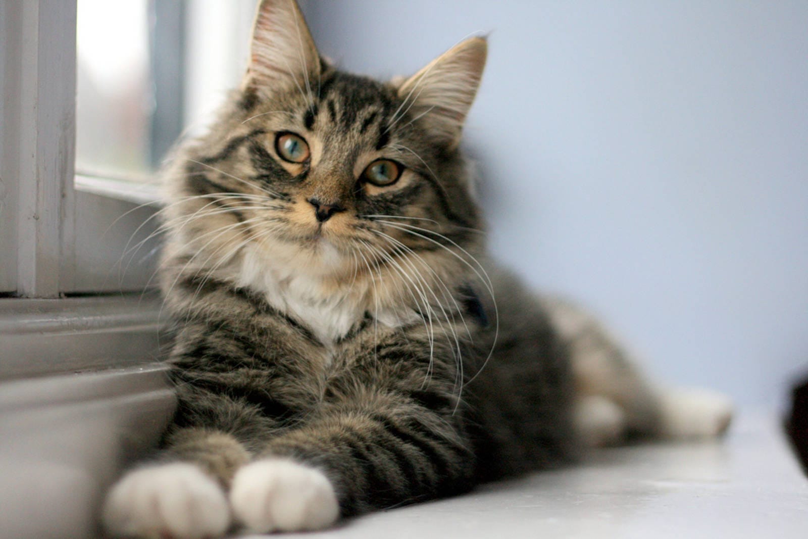 5 Silly Videos of Cats Talking to Birds