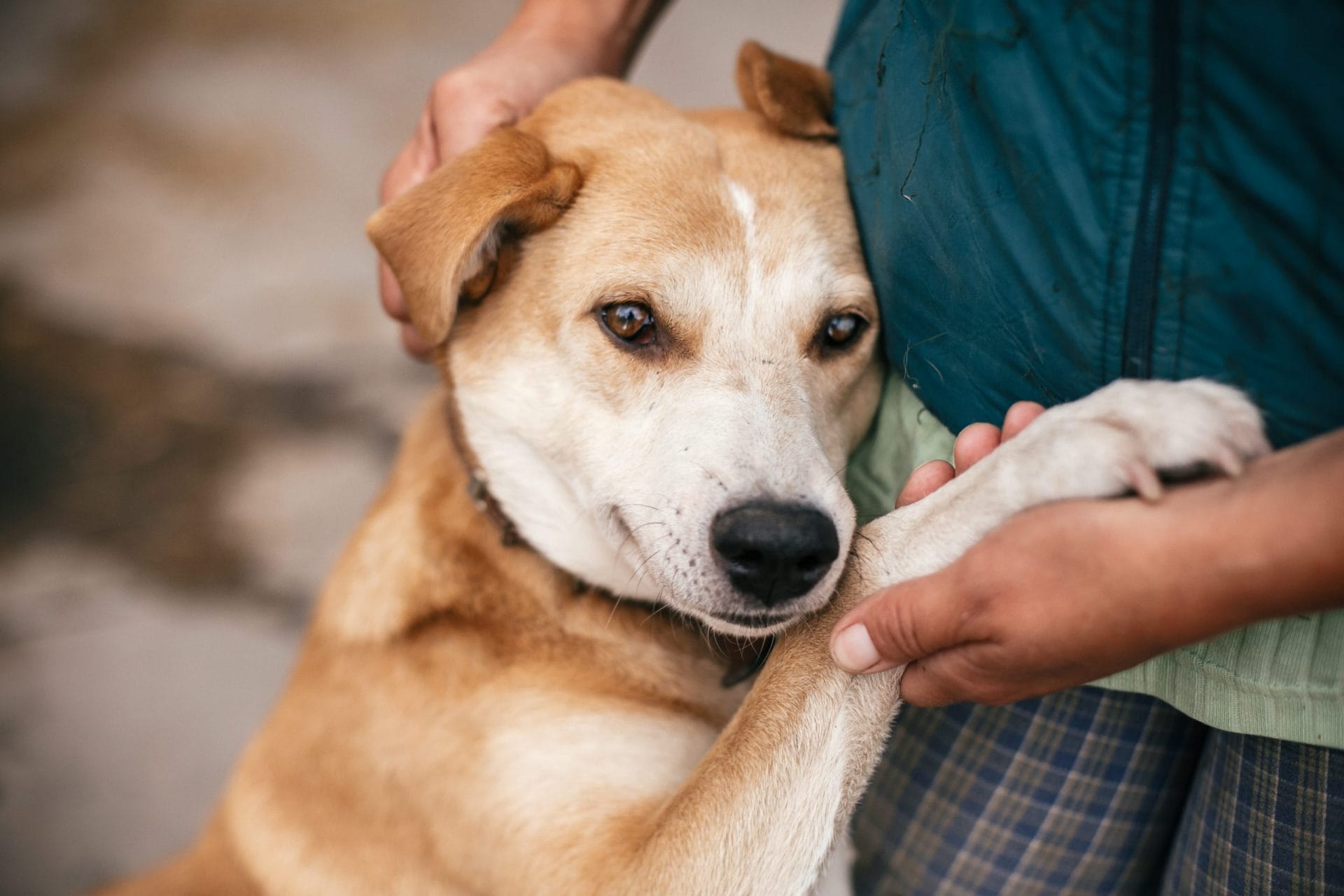 Are you ready to adopt a pet