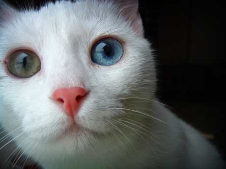 10 Health Facts That Could Save Your Cat’s Life