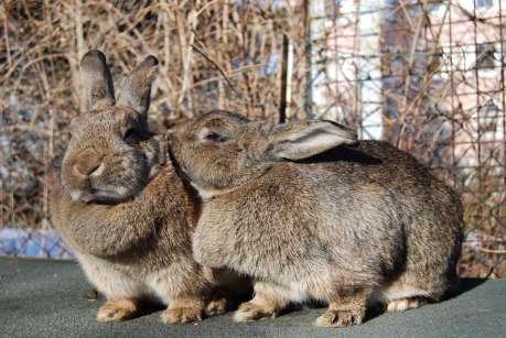 5 Hopping Good Reasons to Adopt a Rescued Rabbit