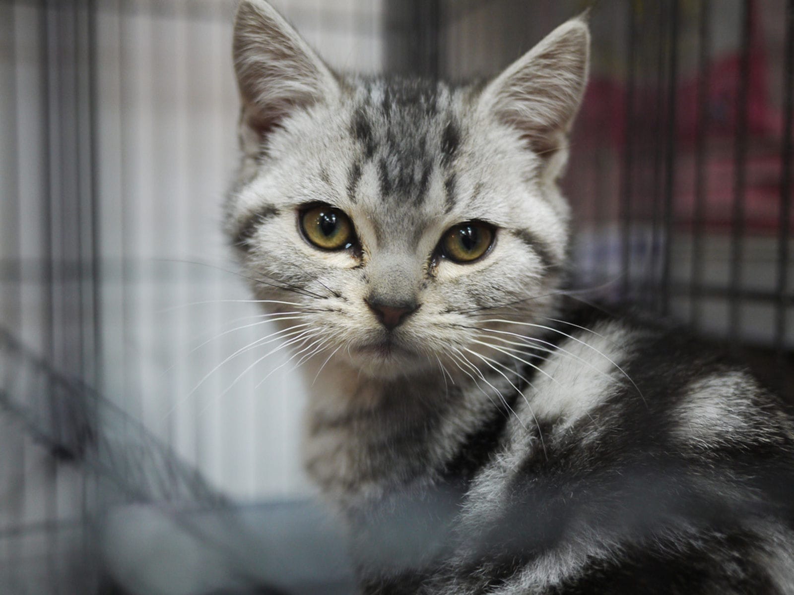 6 Ways to Get Involved with Helping Abused or Abandoned Animals