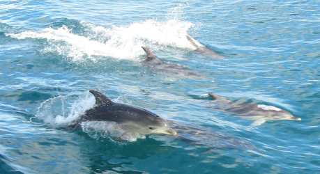 The Truth Behind Japanese Whale and Dolphin Hunts