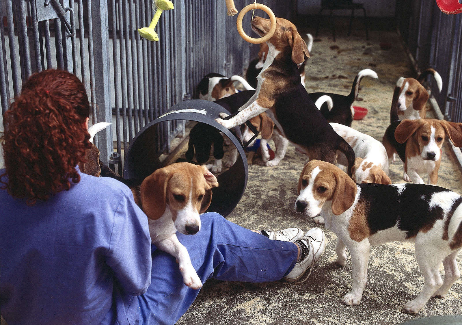 5 Unnecessary Animal Experiments Still Happening Now