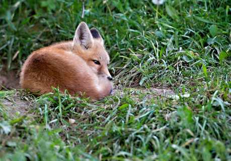 Why Animals Deserve to Keep Their Fur (and Skin)