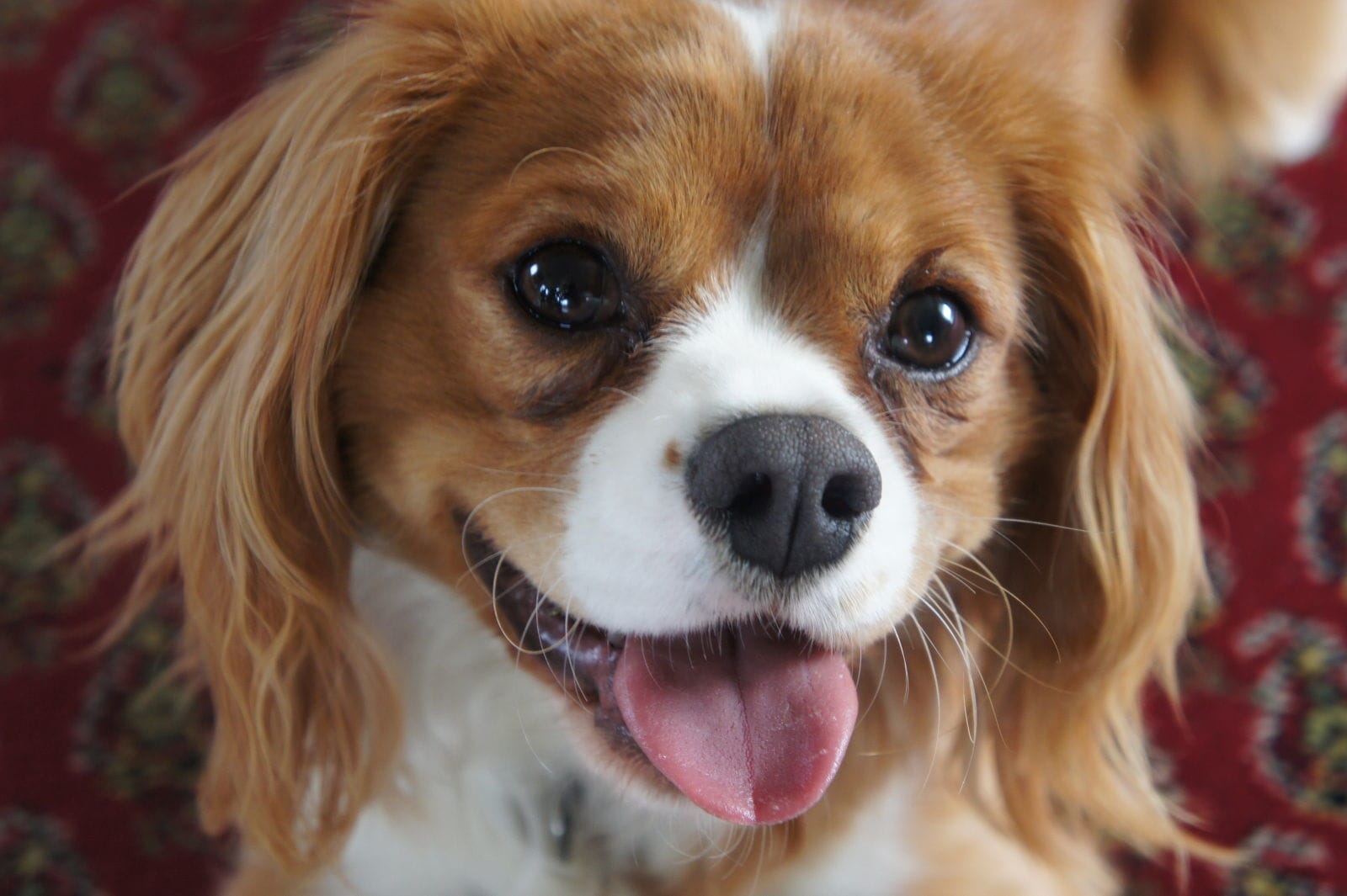 Happy Dogs Thrilled By Everyday Things (VIDEO)