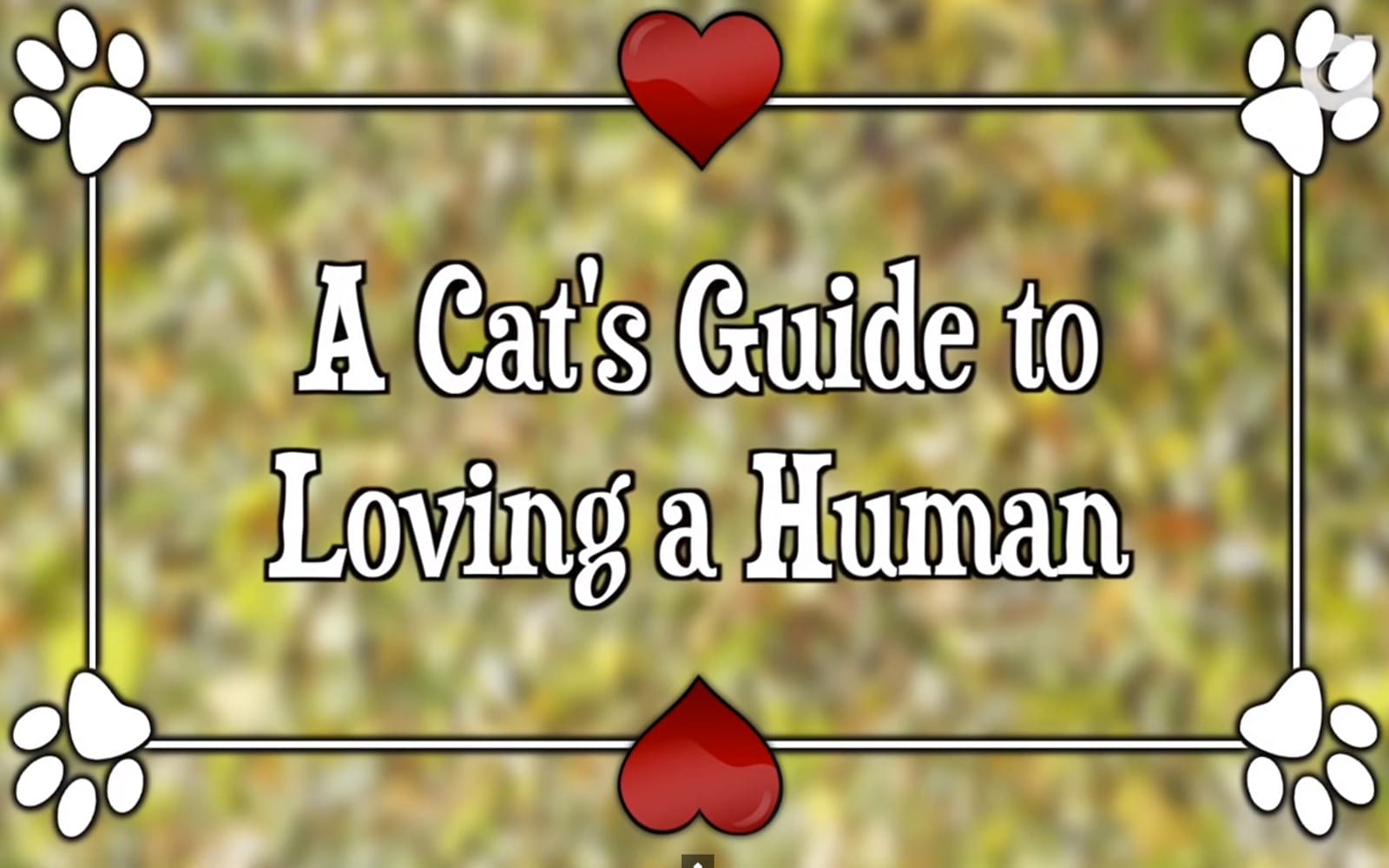 A Cat's Guide to Loving a Human (Video)
