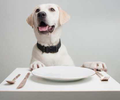 The 8 Best Pet-Friendly Restaurants in the U.S.
