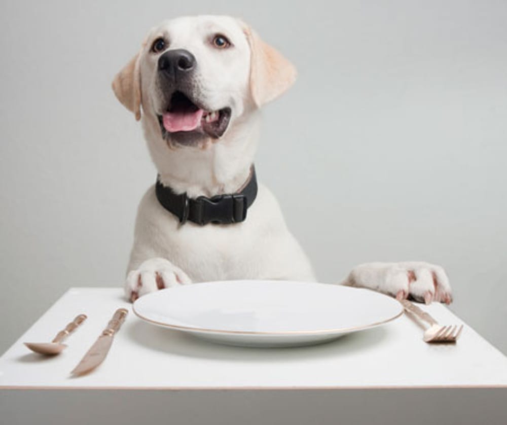 The 8 Best Pet-Friendly Restaurants in the U.S.