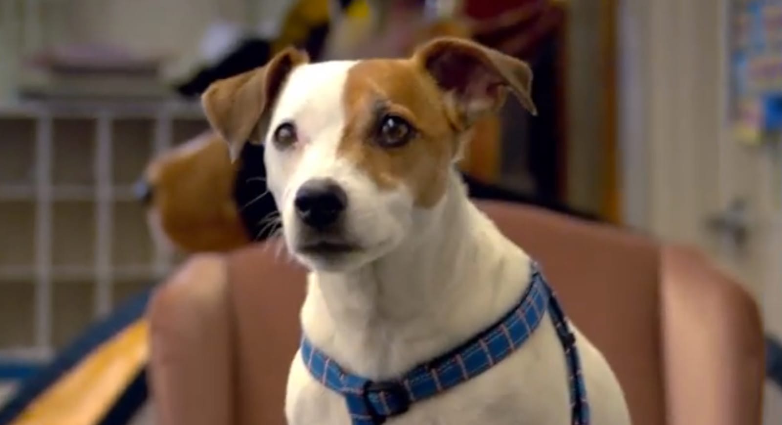 This Dog Has Mad Math Skills (Video)