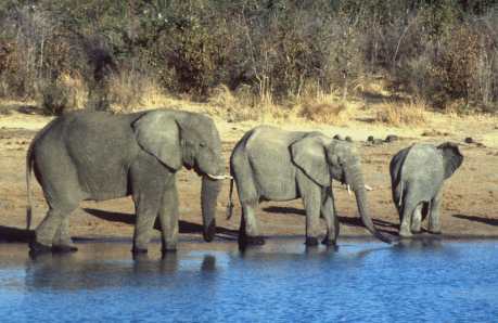 What Does the New U.S. Ivory Ban Man for Buyers, Sellers and Elephants?