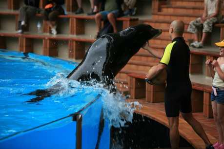 Worst Ways to Experience Wild Animals