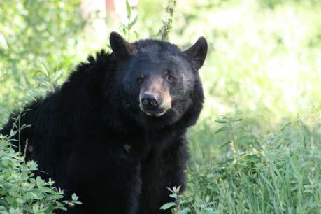 5 of the Worst Ways Humans Harm Bears