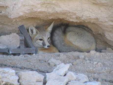 5 Heartbreaking Hunting Practices That Need to End Today