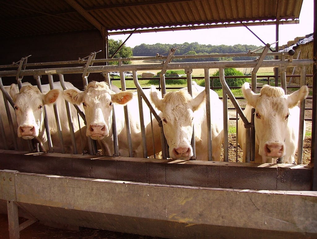 Why Ag-Gag Laws Are a Threat to Us All