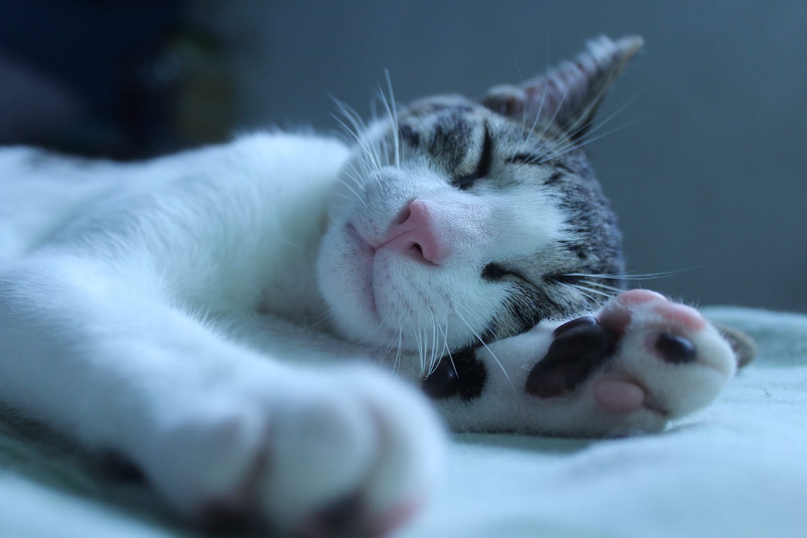 Ways Animals Make Good Alarm Clocks