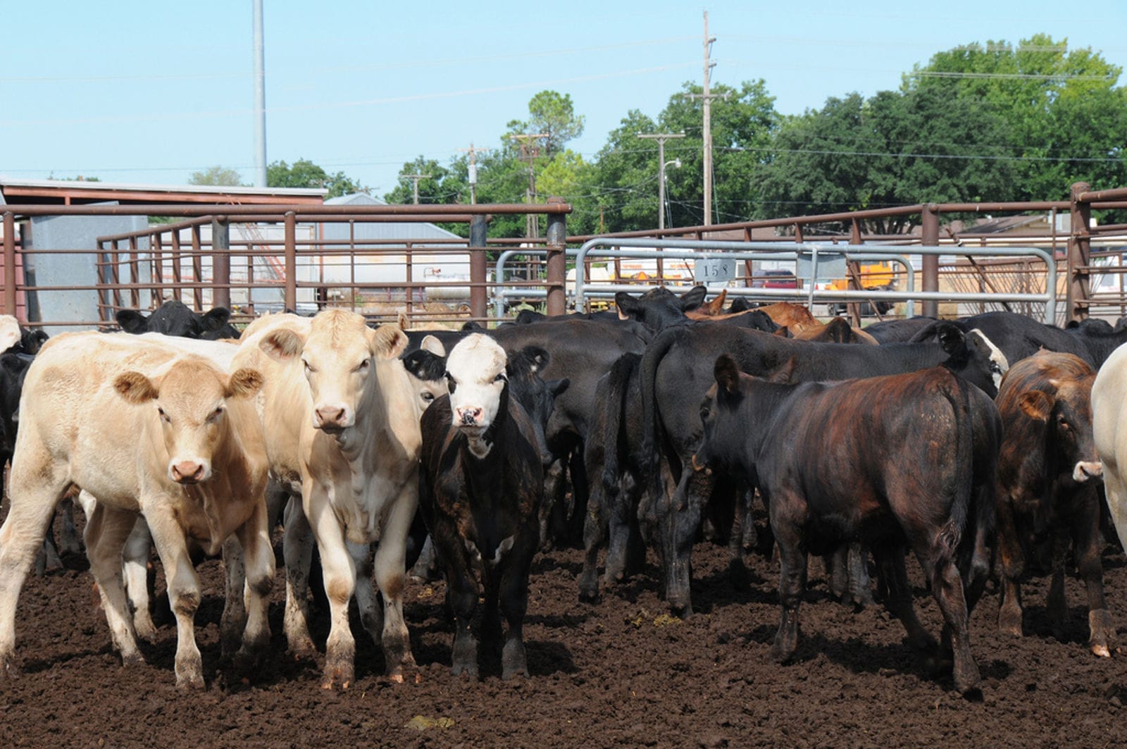 Cows on a factory farm